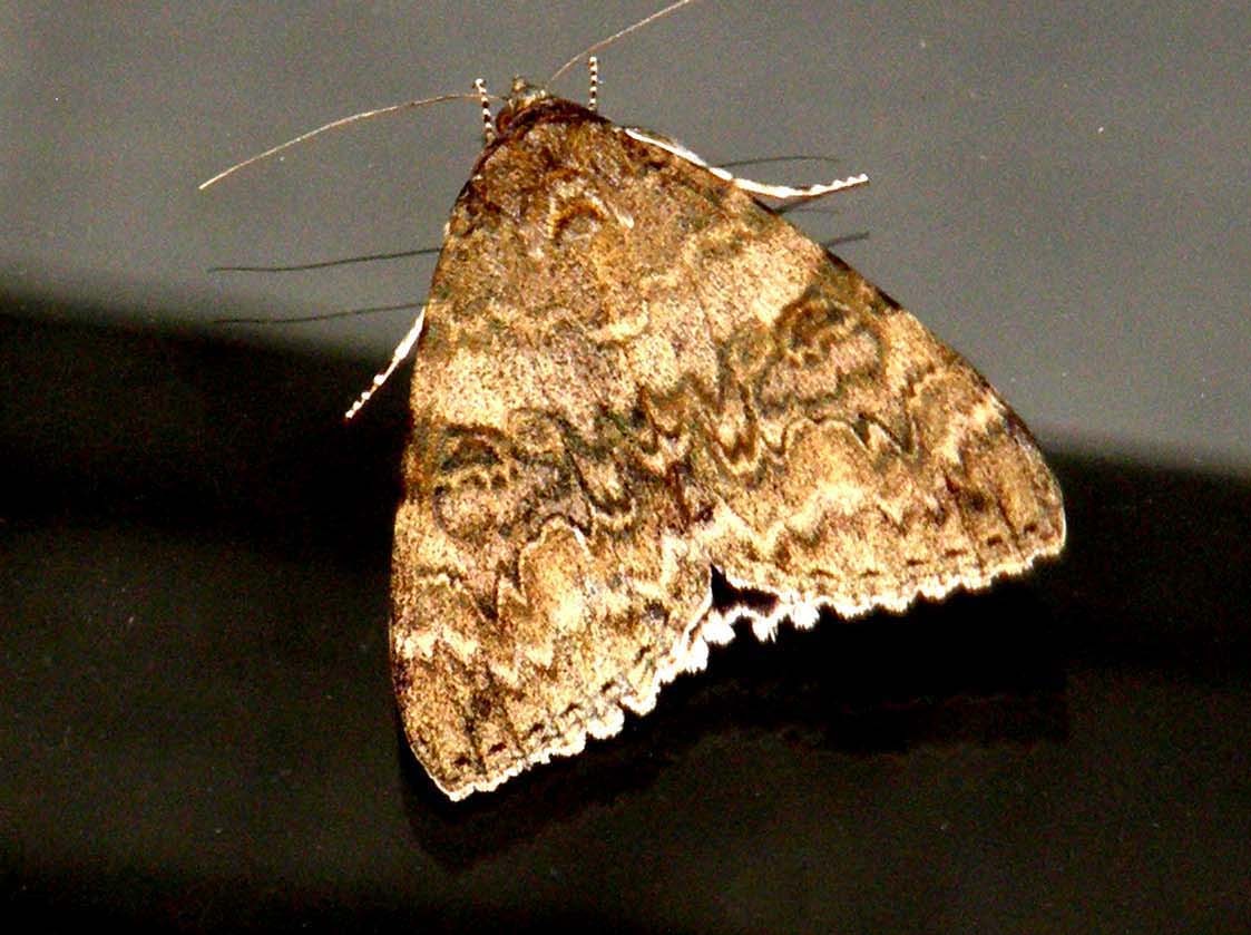 Bella falena da identificare: Catocala nupta