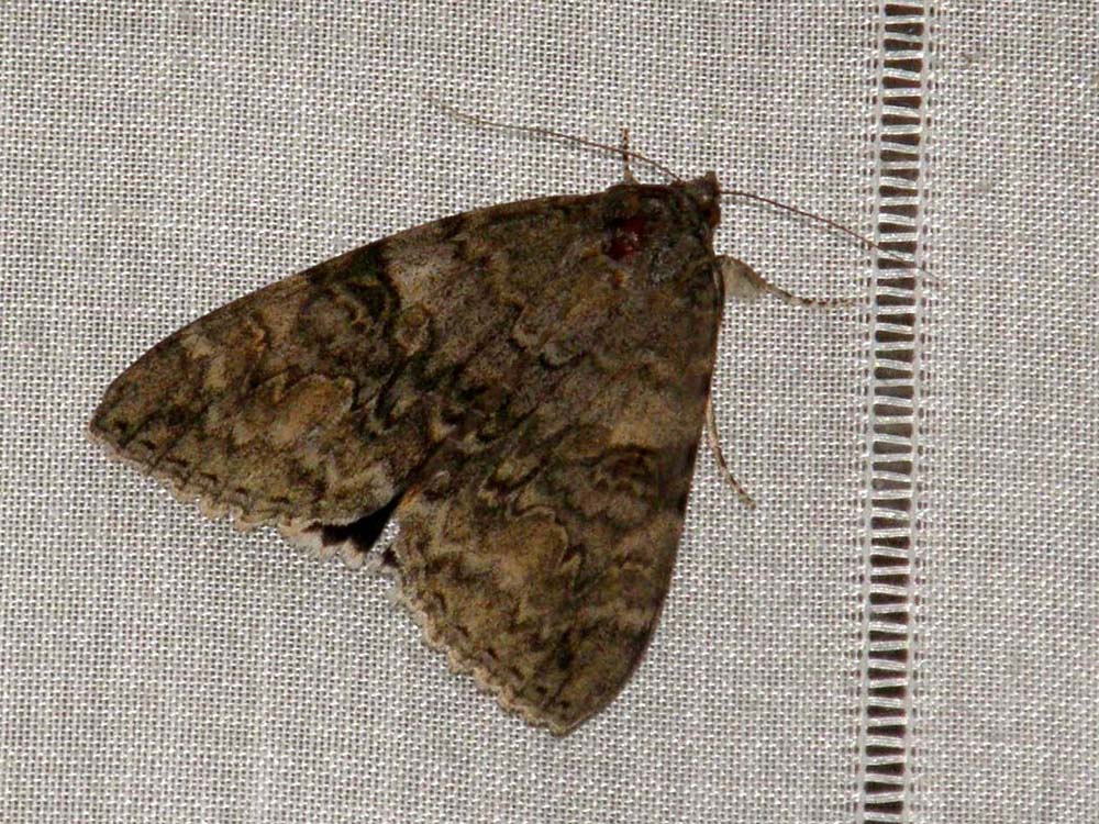 Bella falena da identificare: Catocala nupta