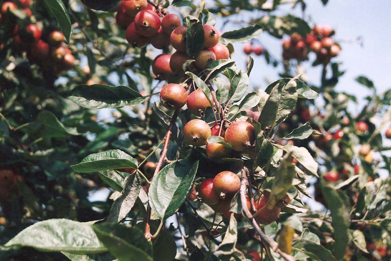 E'' un sorbo? no, Malus sp.