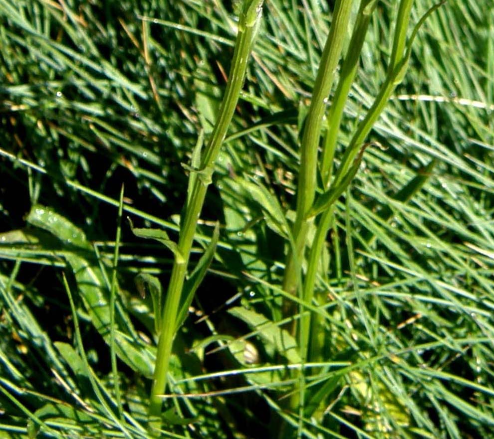 Phyteuma sp. (Campanulaceae)
