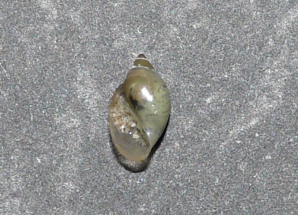 Physa acuta