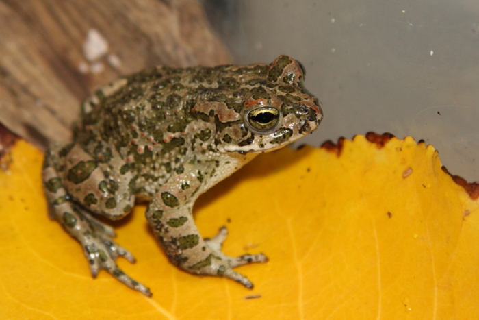 bufo o viridis ? Bufotes balearicus (Modena)