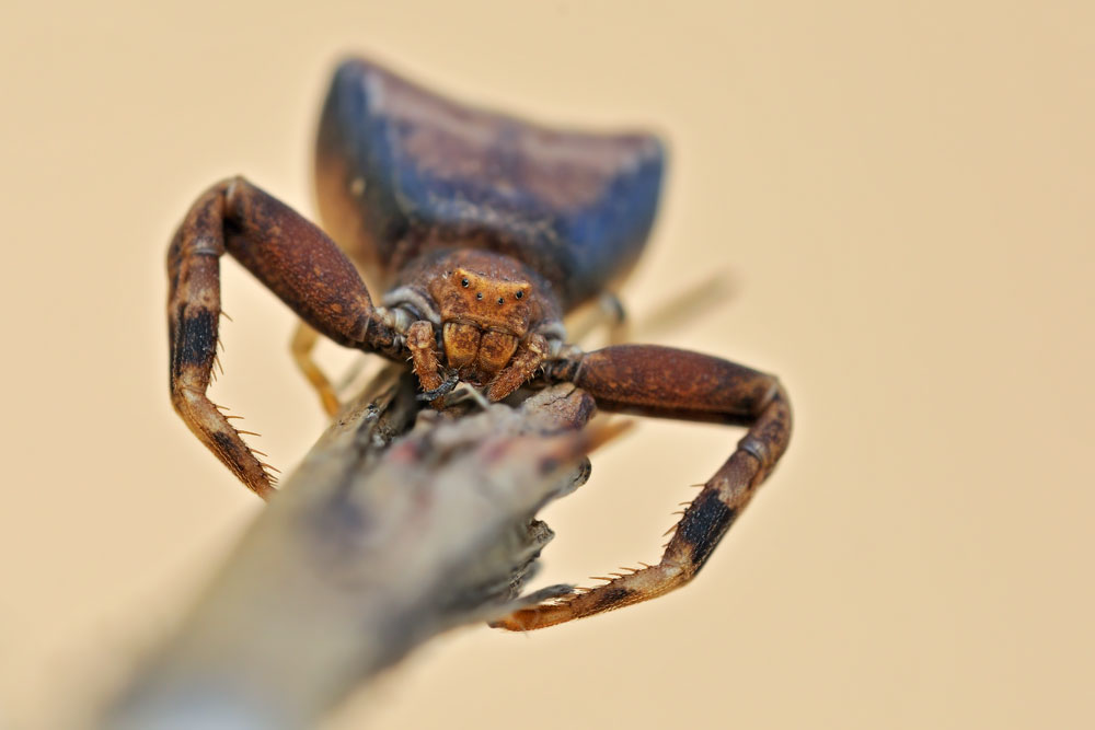 Quale Thomisidae? Pistius truncatus