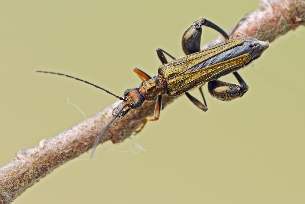 Oedemera flavipes (o femorata?)