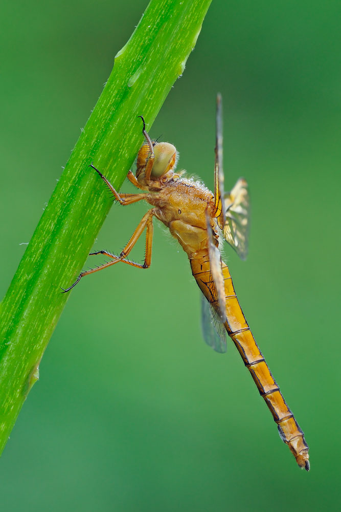 Orthetrum coerulescens femmina? - S