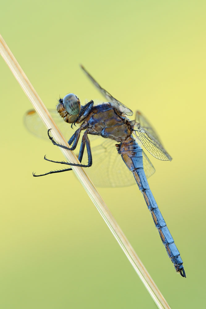 Orthetrum coerulescens maschio?