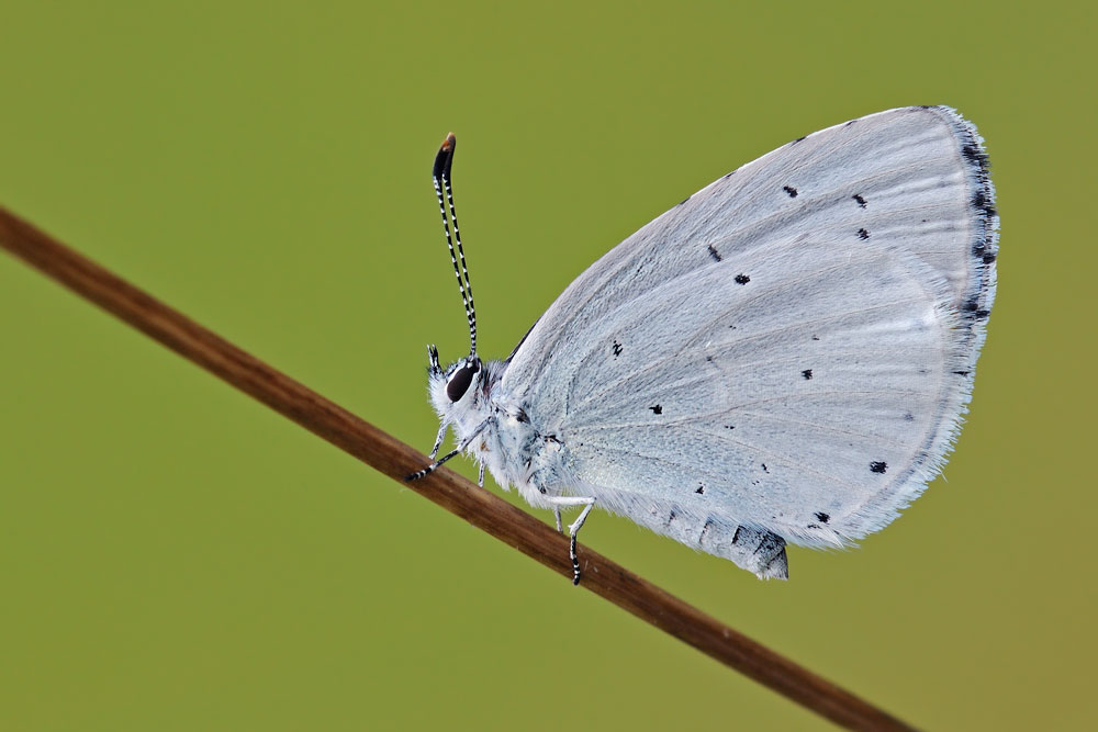 Celastrina argiolus? - S