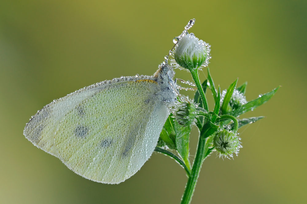 Pieris rapae?