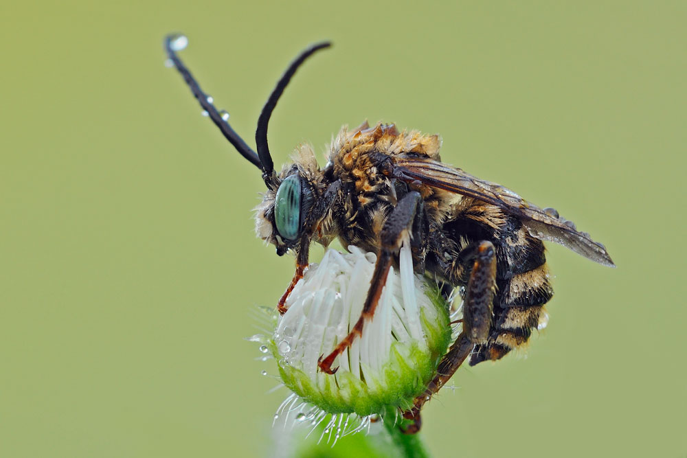 Eucera sp. (Apidae)