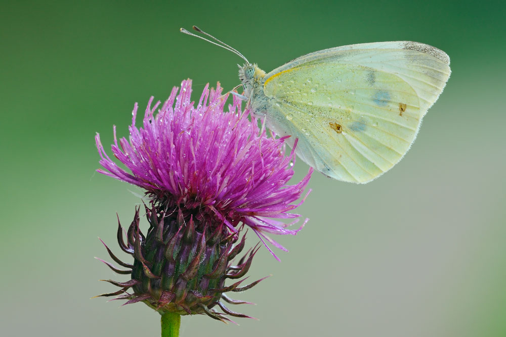 Pieris rapae?