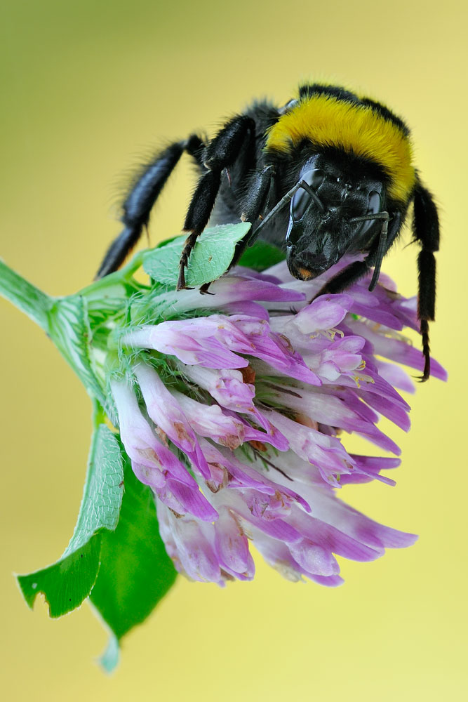 Bombus argillaceus?