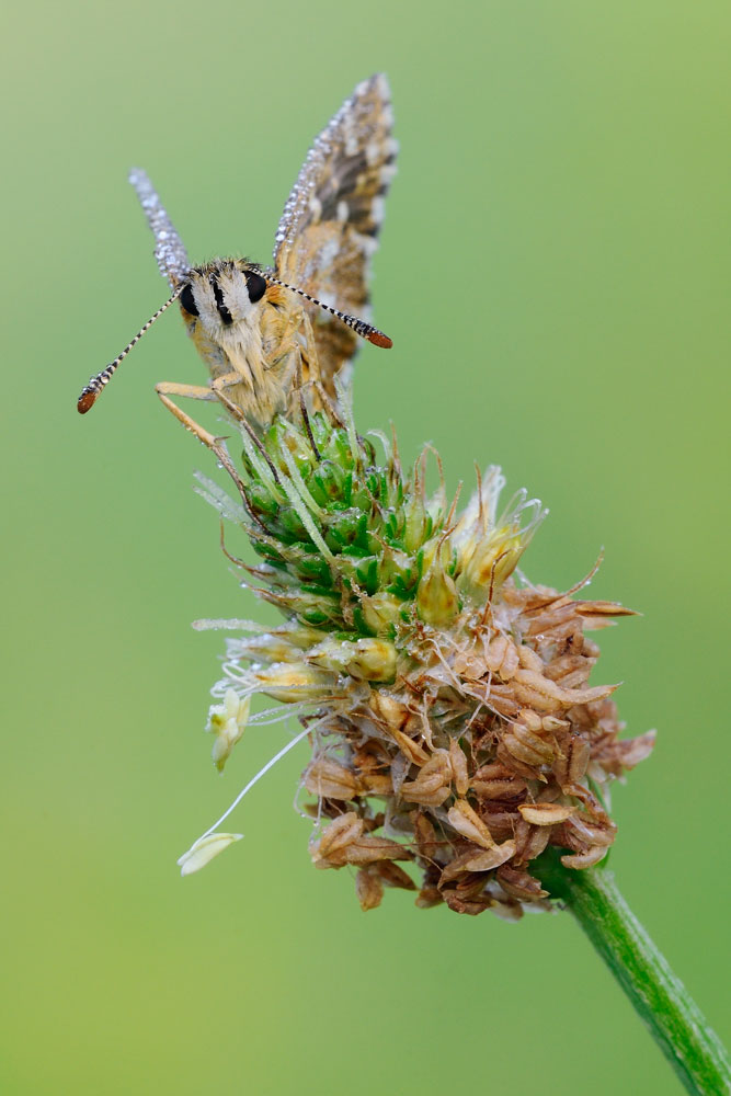 Spialia sertorius?