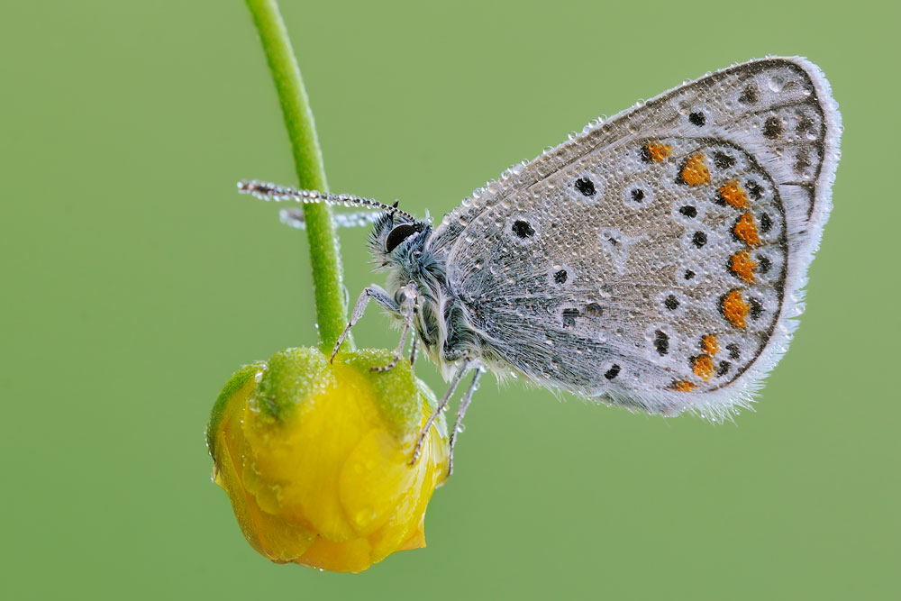 Polyommatus icarus?