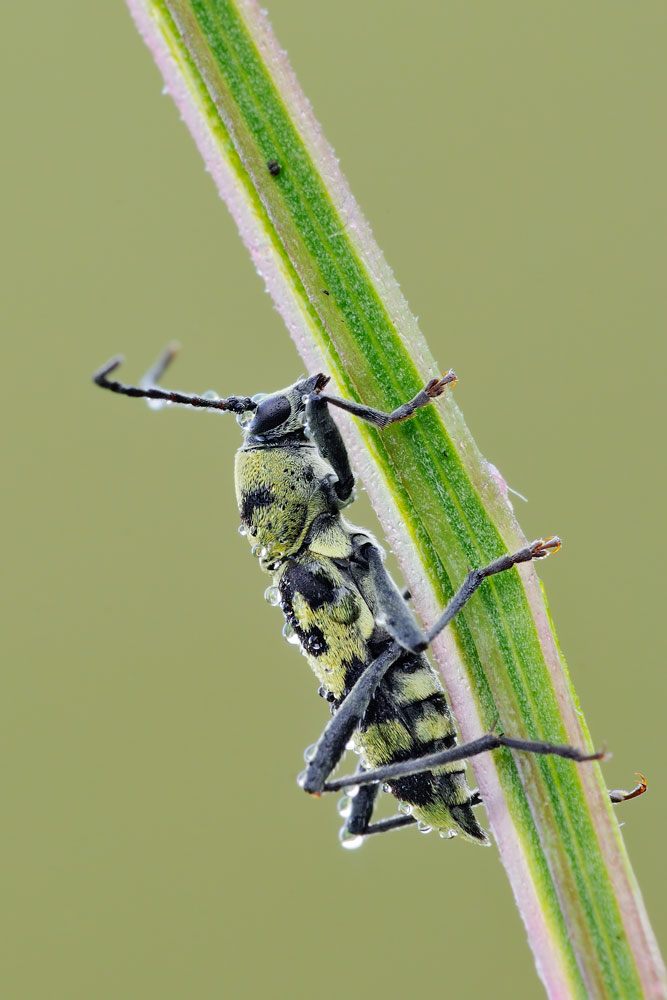 Chlorophorus varius?