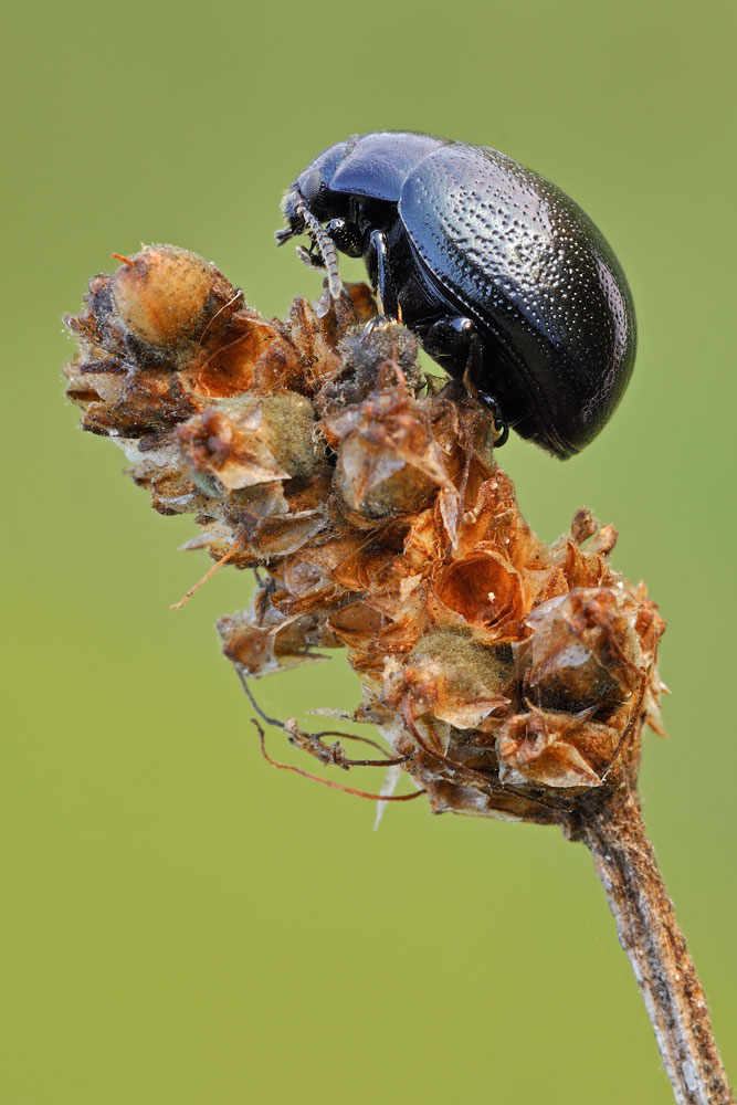 Chrysolina haemoptera?