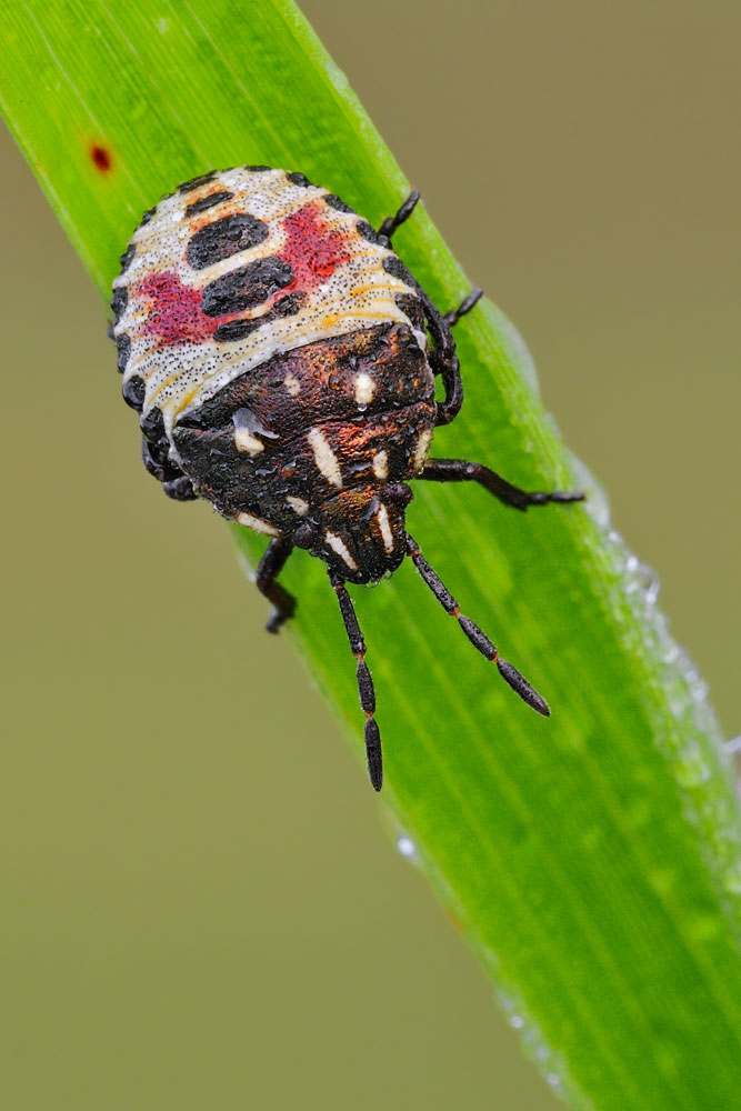 Troilus luridus? No, Carpocoris sp (ninfa)