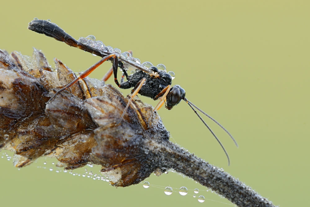 Ichneumonidae Campopleginae.