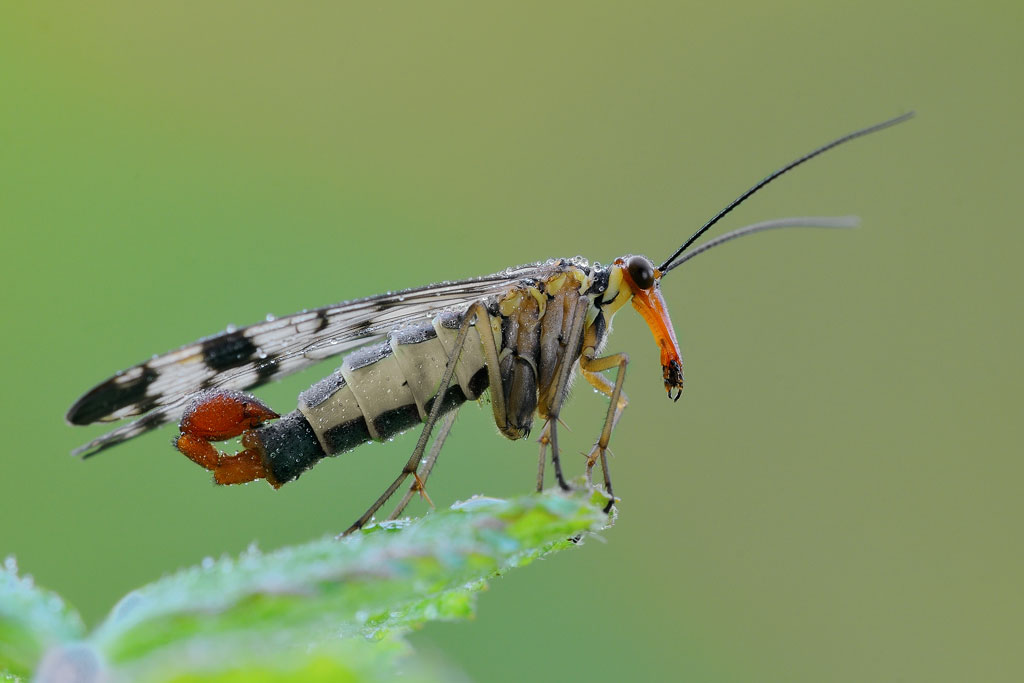 Maschio di Panorpa cognata