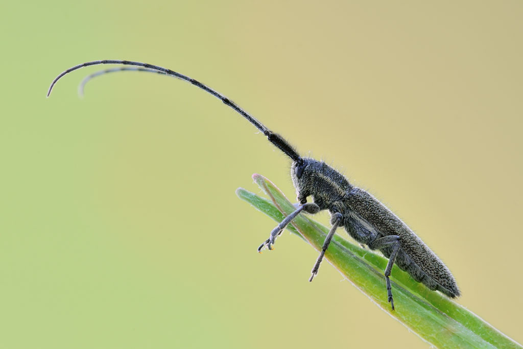 Agapanthia cardui