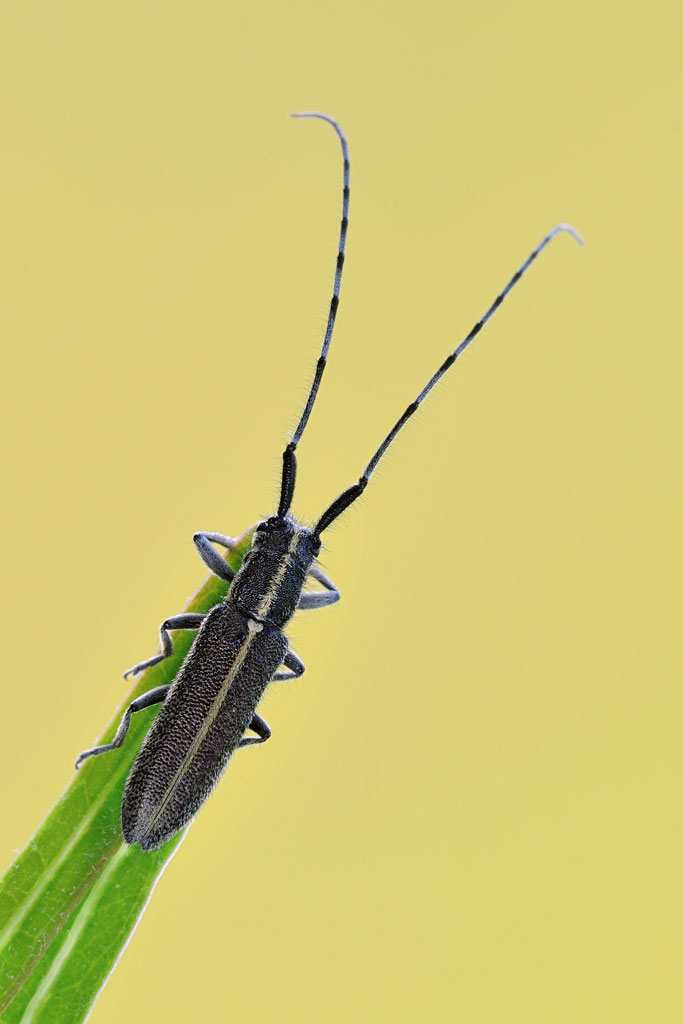 Agapanthia cardui