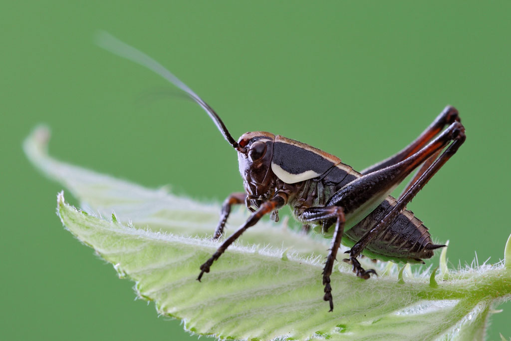 neanide di Eupholidoptera sp.