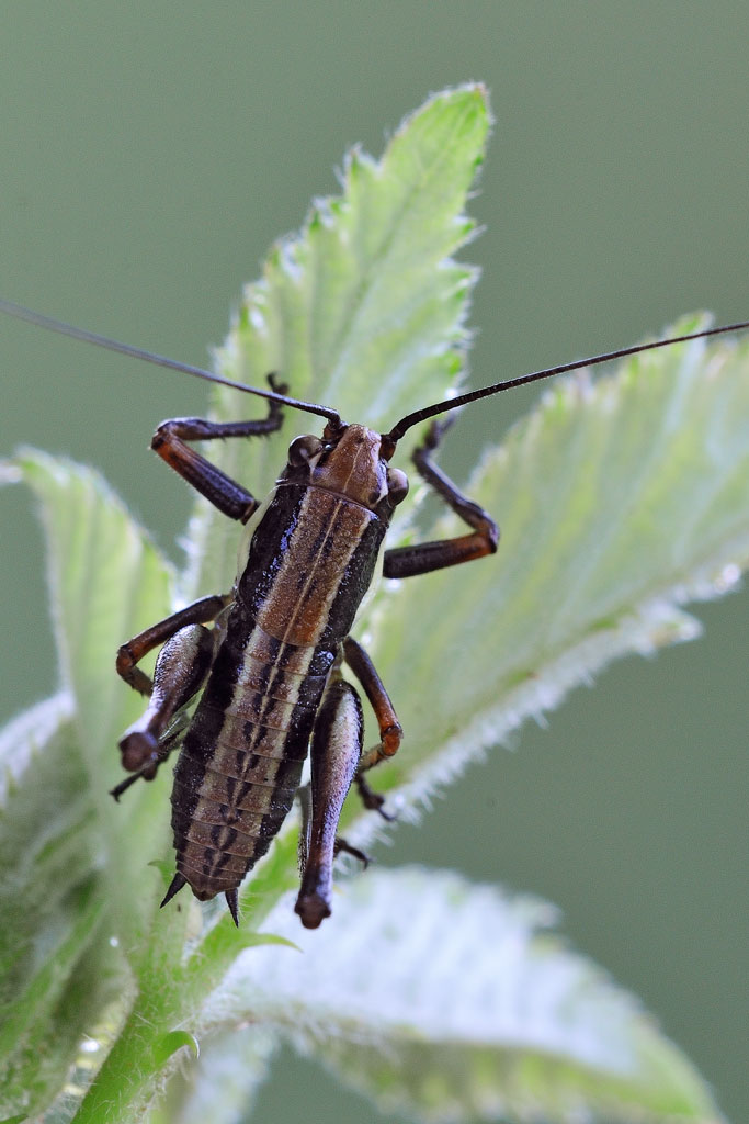 neanide di Eupholidoptera sp.