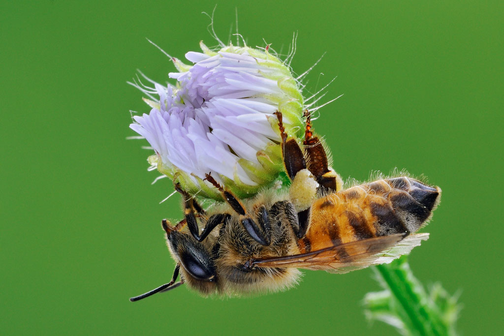 Quale imenottero? Apis mellifera