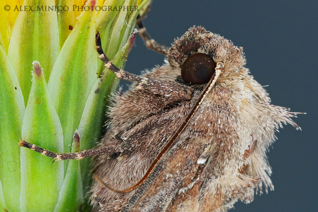 Quale Noctuidae?