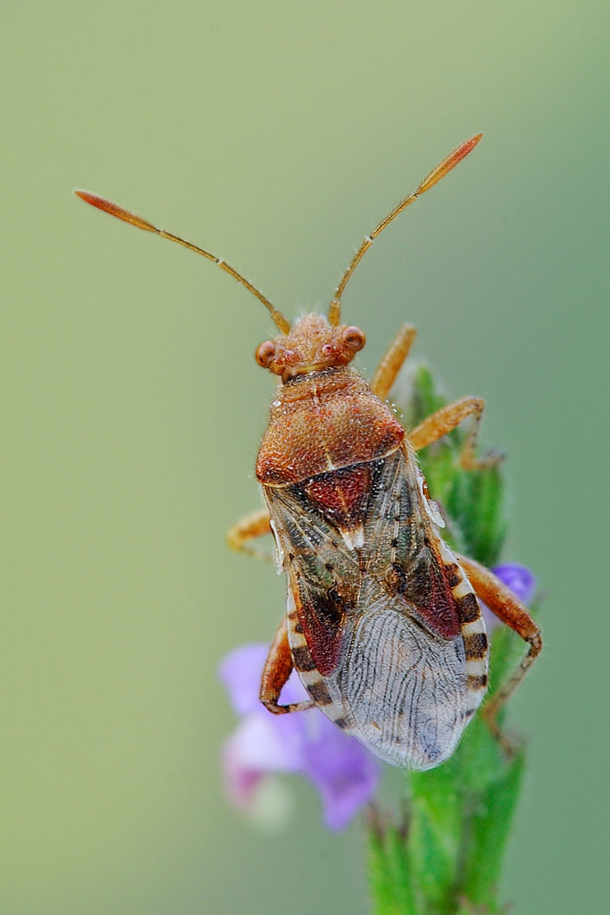 Quale Rhopalus? R. subrufus della Lombardia (VA)