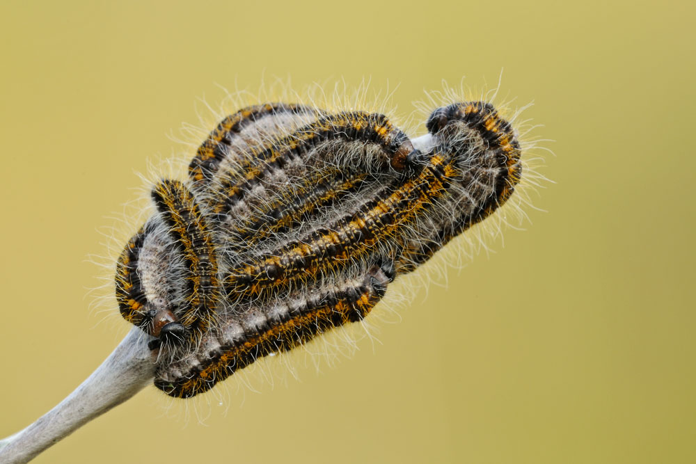 aporia-crataegi-natura-mediterraneo-forum-naturalistico