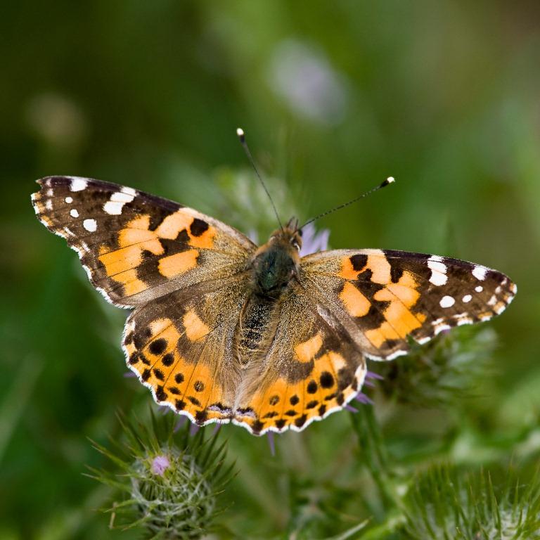 V - Farfalla da identificare