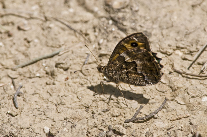 Sicula da identificare