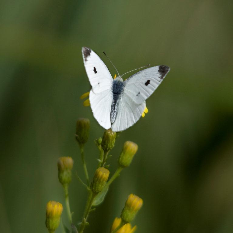 II - Sicula da identificare