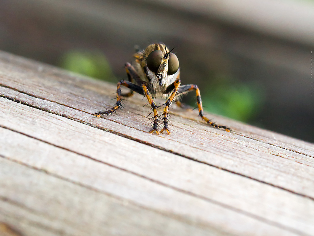 asilidae da identificare