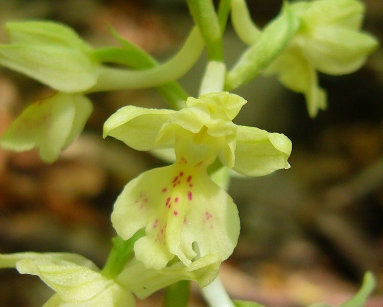 Orchis provincialis?