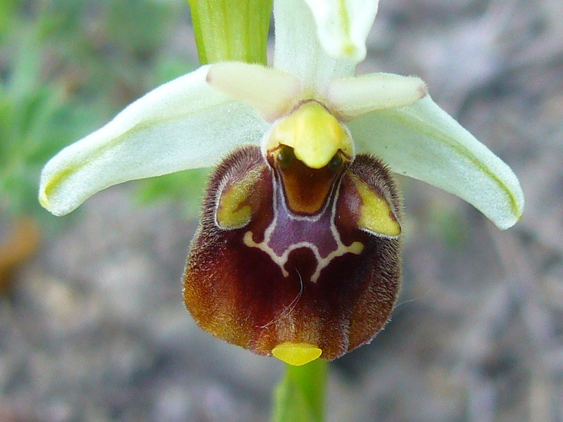 Ophrys?