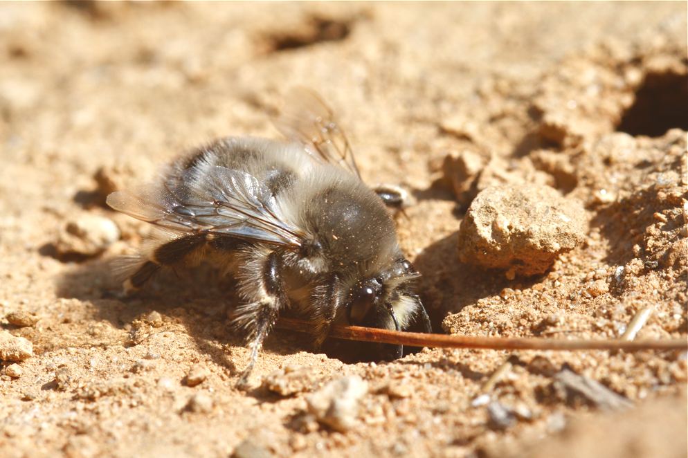 Imenottero grigio: Andrena vaga