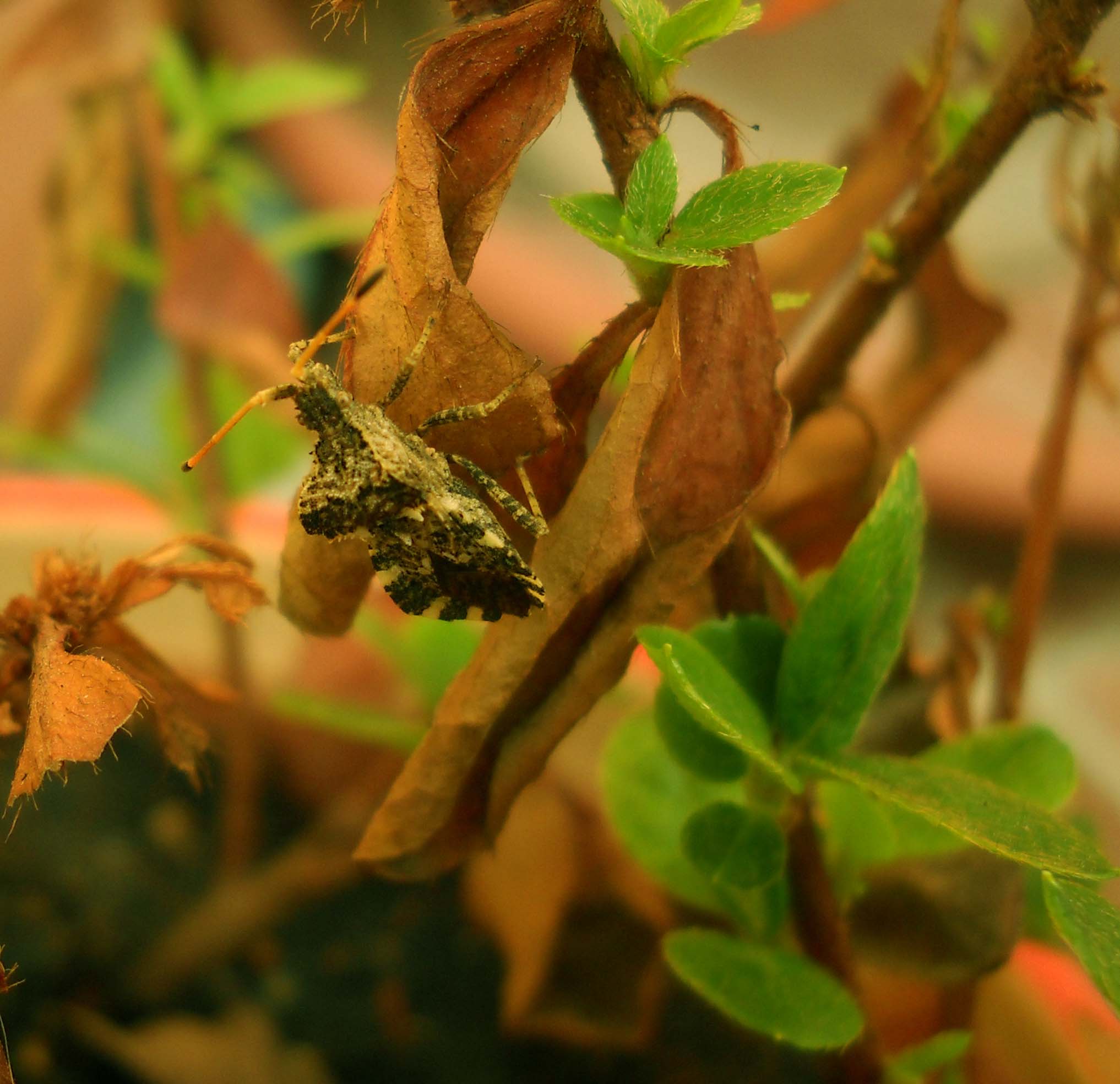 chi  costui? Centrocoris variegatus