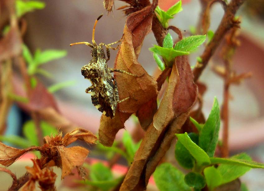 chi  costui? Centrocoris variegatus