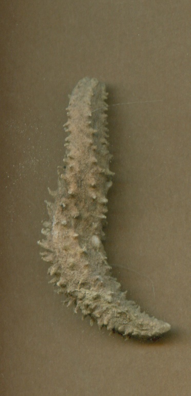 Holothuria sp. - esemplare spiaggiato