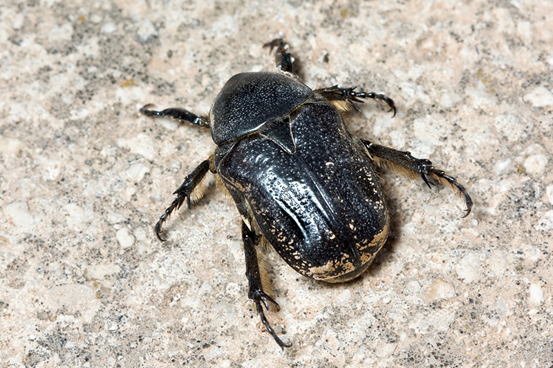 Aethiessa floralis