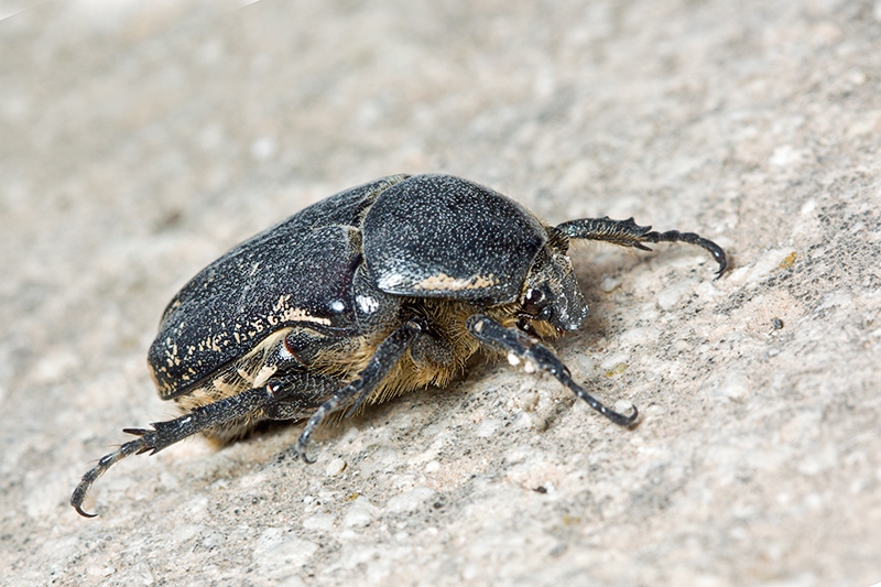 Aethiessa floralis