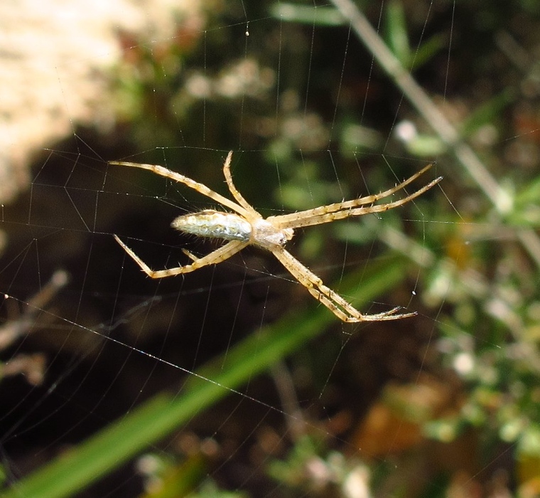 Argiope