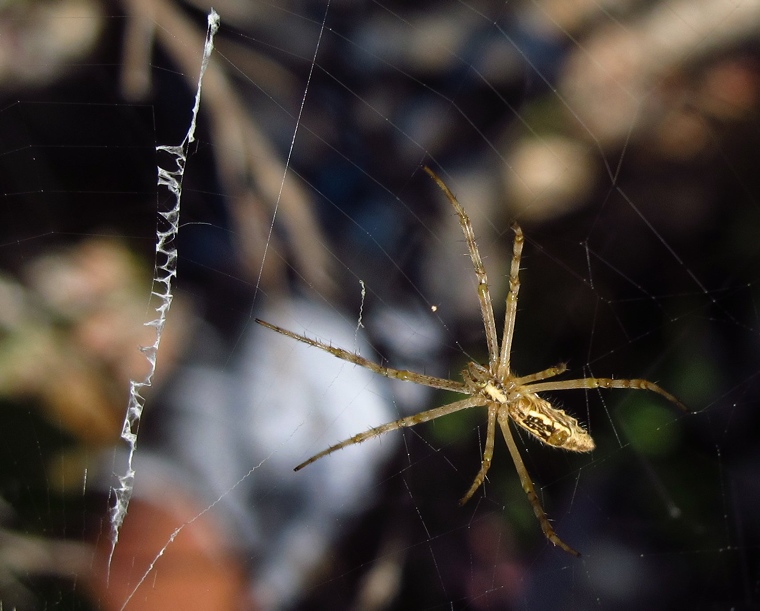 Argiope