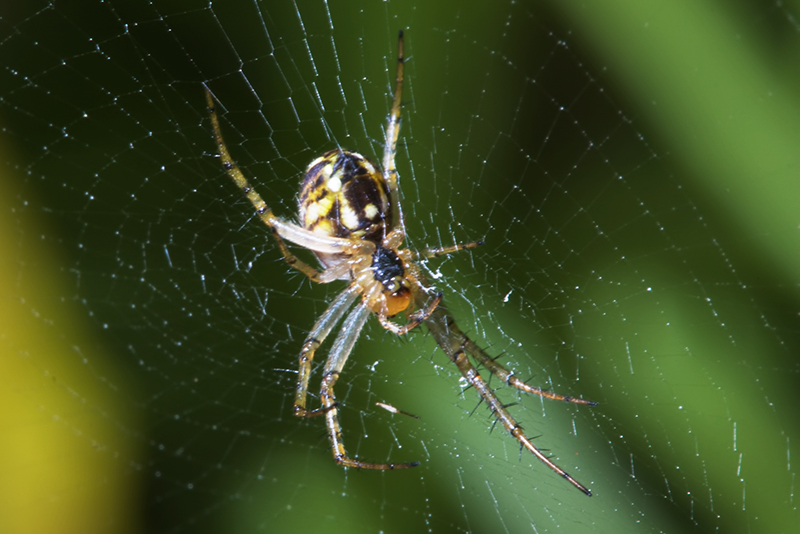 Mangora acalypha