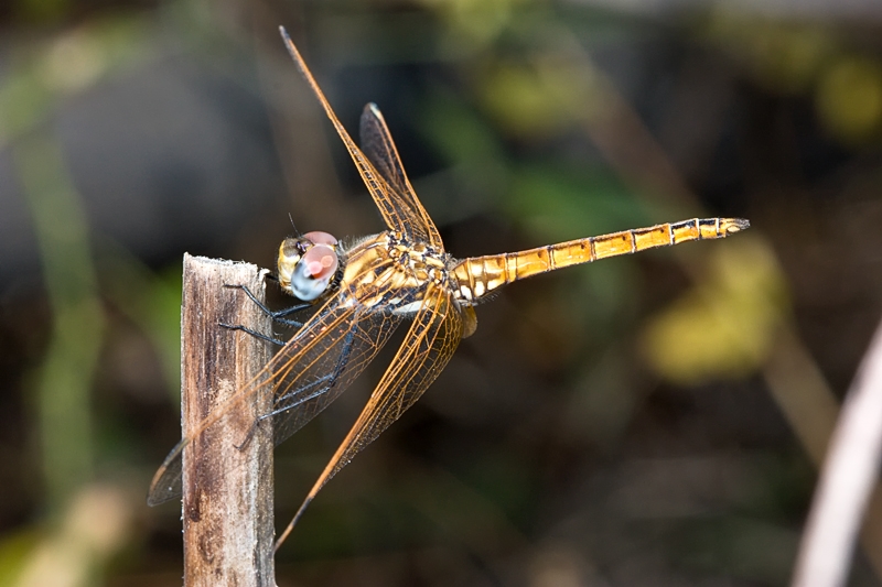 Crocothemis erythraea f. ?