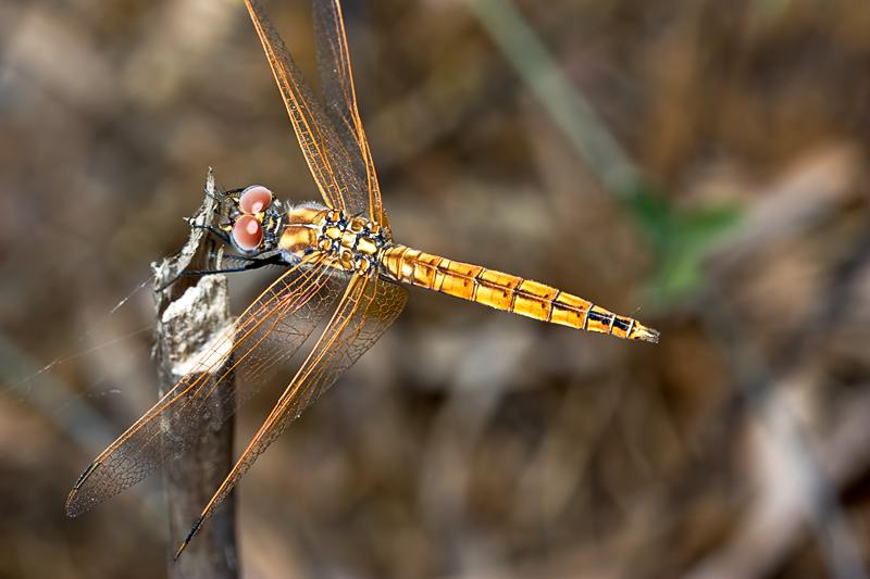 Crocothemis erythraea f. ?