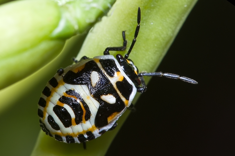 Ninfe di Eurydema e Nezara viridula