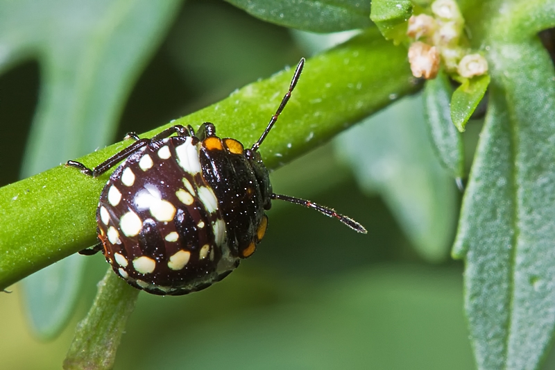 Ninfe di Eurydema e Nezara viridula