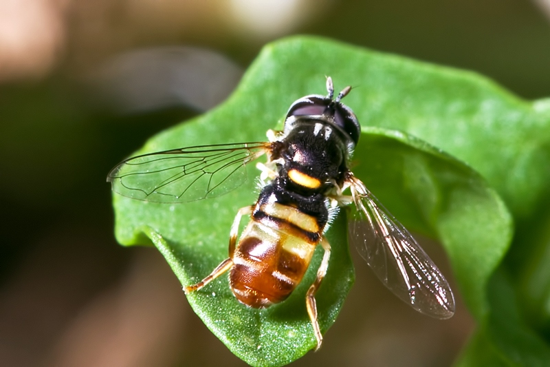 Paragus sp.